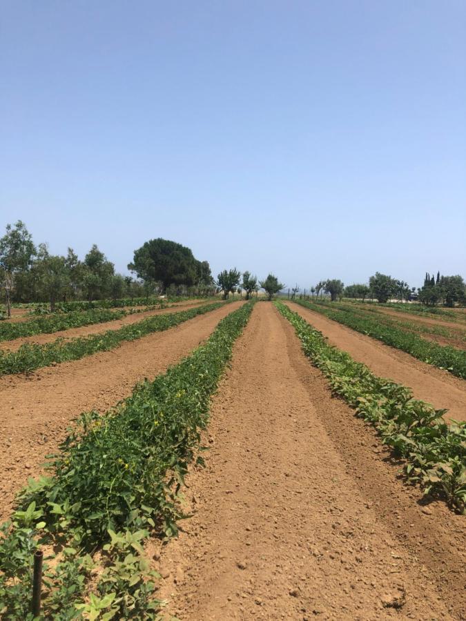 Agriturismo Donna Germana Cirò Marina Dış mekan fotoğraf