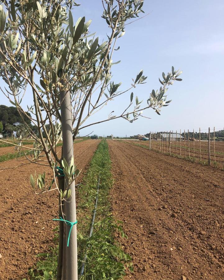 Agriturismo Donna Germana Cirò Marina Dış mekan fotoğraf
